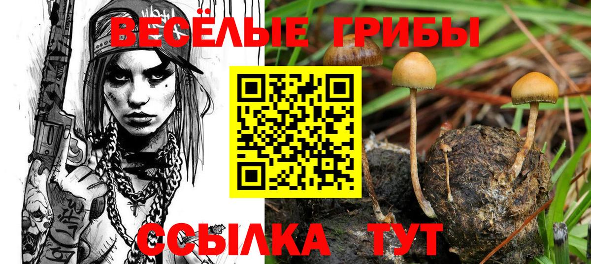 Гусев  Псилоцибиновые грибы прущие грибы  Вход с VPN 